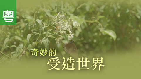 ⟪奇妙的受造世界⟫ - 電視見證 TV1778 (HD粵語) #管理 #受造世界